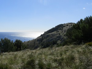 IMG_4461 (Medium)
